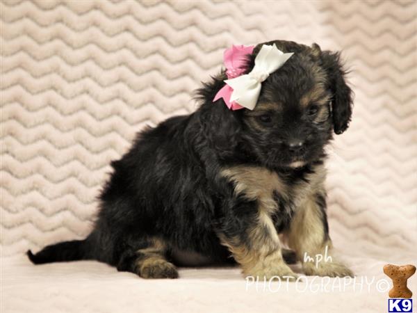 breeders Picture 1